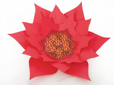 Poinsettia_closeup